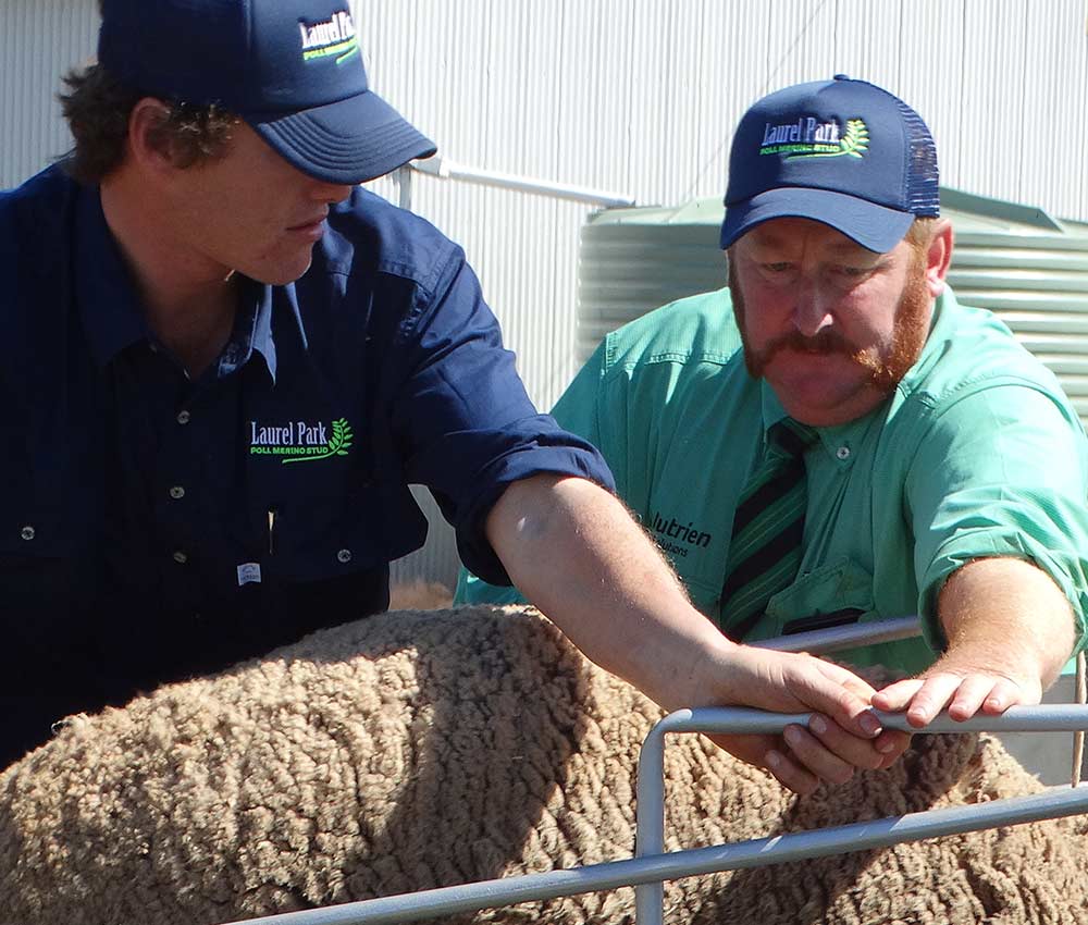 Penning rams for Laurel Park Ram Sale